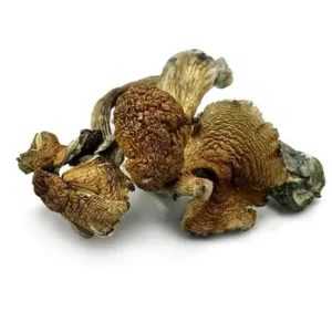 Buy Golden Teacher mushrooms Online