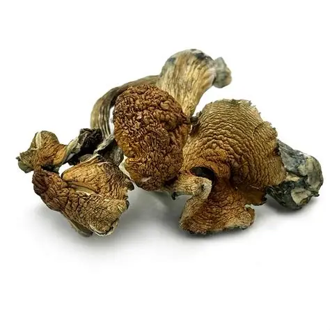 Buy Golden Teacher mushrooms Online
