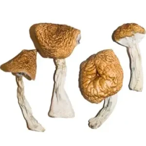 Buy Liberty Caps Mushroom Online