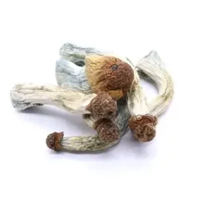 Buy Penis Envy Mushroom Online